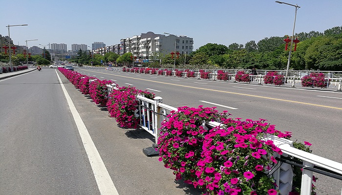 江蘇新阜寧大橋護(hù)欄綠化工程案例